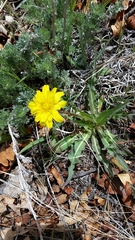 Crepis runcinata