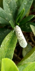 Copsyrna maculata