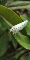 Copsyrna maculata