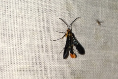 Synanthedon acerni