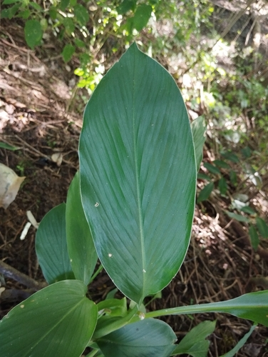 Foto de Cúrcuma