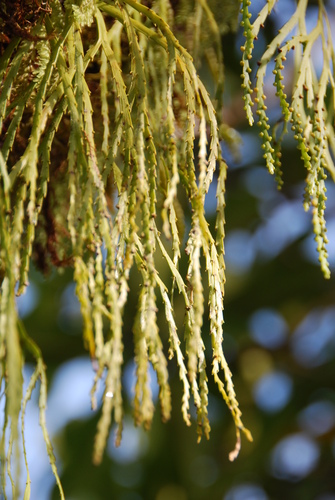 Psilotum complanatum observed 2009-09-16