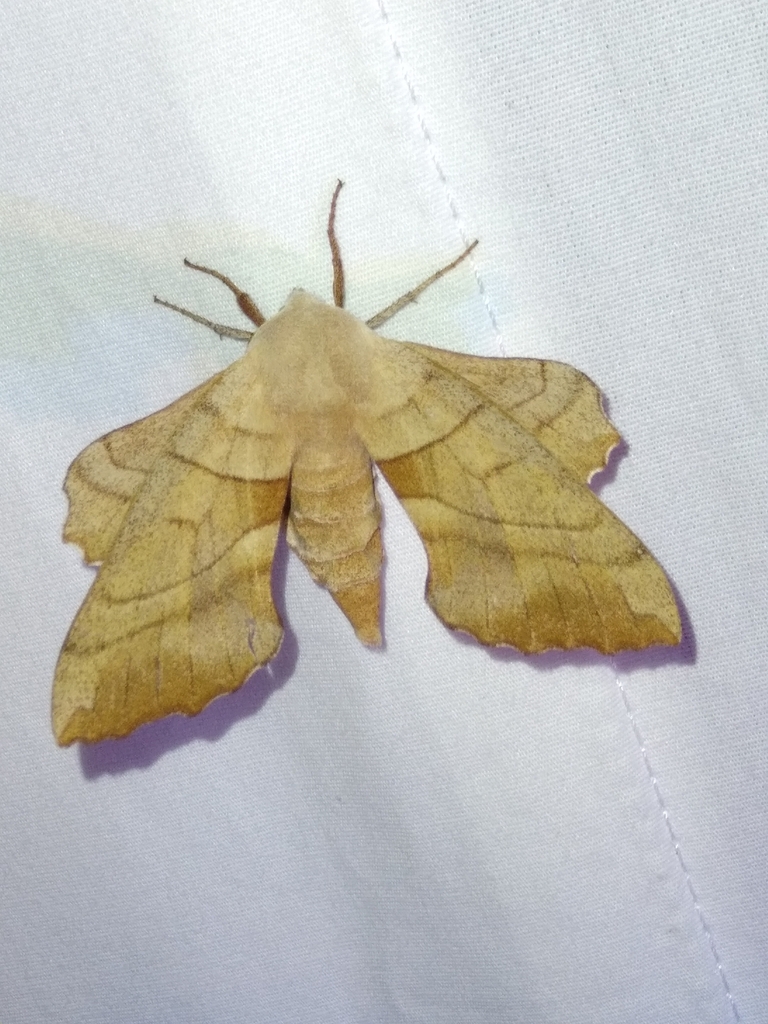 Walnut Sphinx from Norman, OK 73026, USA on April 22, 2024 at 10:06 PM ...