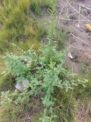 Chenopodium acuminatum virgatum