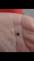 Chilocorus stigma