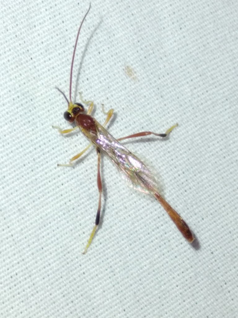 Ichneumonid Wasps from Norman, OK 73026, USA on April 22, 2024 at 10:23 ...