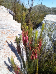 Erica plukenetii
