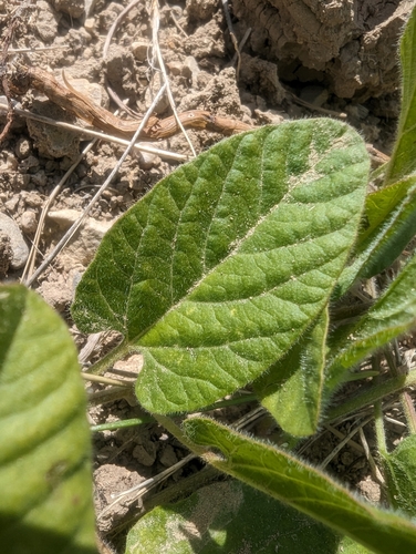 Image of Betony-Leaved Bindweed (Convolvulus betonicifolius) by (c) Denis Bastianelli, some rights reserved (CC BY)