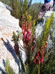 Erica plukenetii