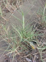 Spinifex littoreus