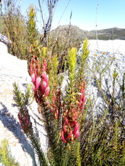 Erica plukenetii