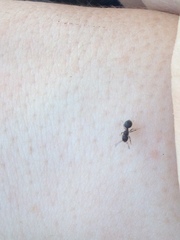 Meranoplus peringueyi