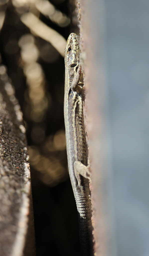 April Lizard Common Wall Lizard in April 2024 by MurderSpagurder · iNaturalist
