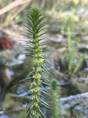 Myriophyllum pinnatum, photograph author not stated, no rights reserved