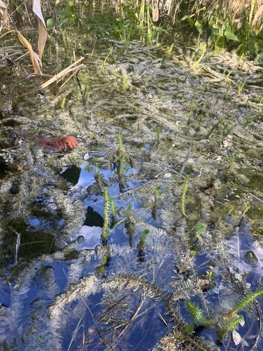 Myriophyllum pinnatum, photograph 3