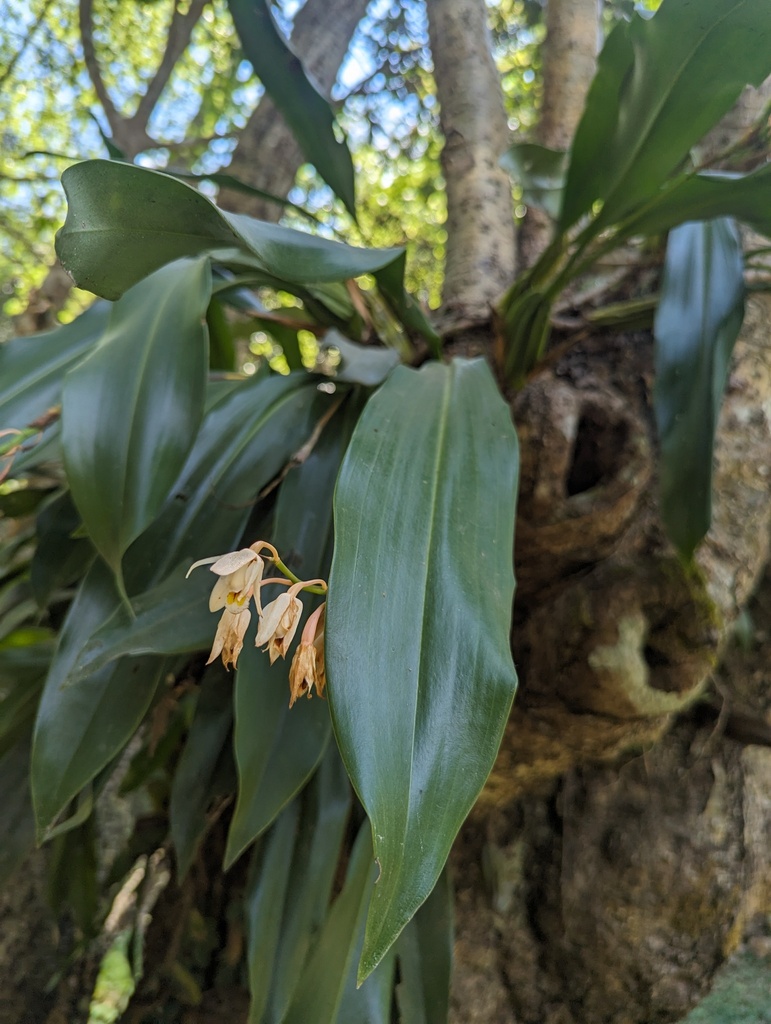 Coelogyne punctulata