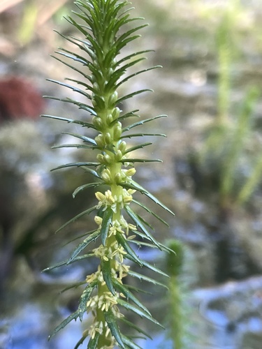 Myriophyllum pinnatum, photograph 4