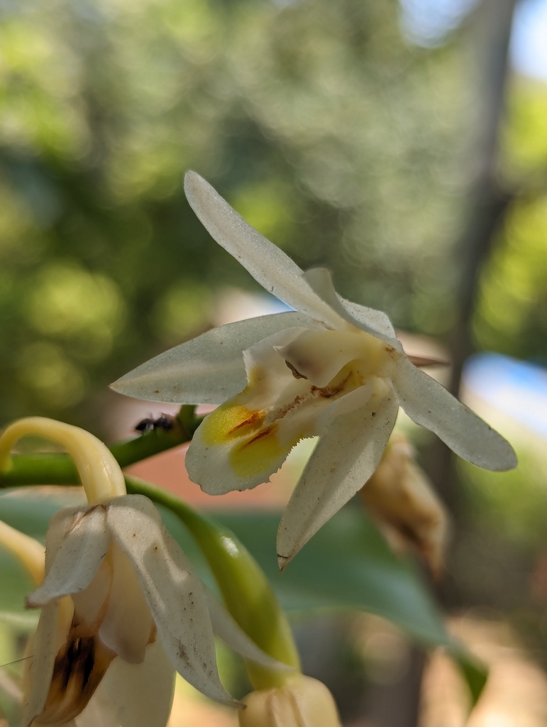 Coelogyne punctulata Lindl. 2