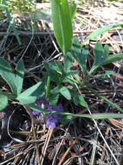 Hydrophyllum alpestre