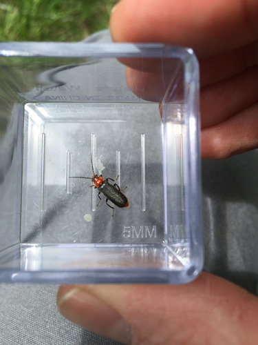 iNaturalist observation photo of Cantharis grandicollis