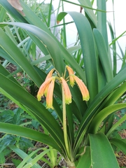 Clivia gardenii