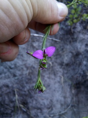 Polygala recognita