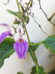 Brillantaisia