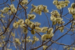 Salix schwerinii