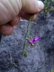 Polygala recognita