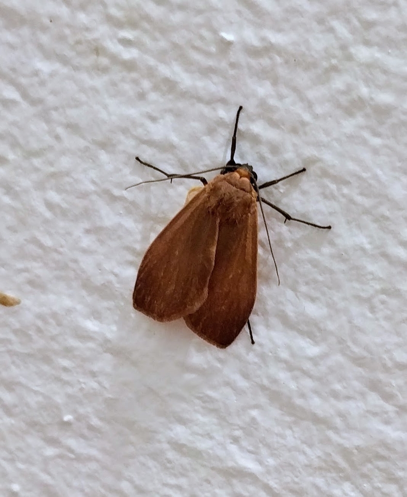 Eilema fasciculosa