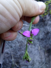 Polygala recognita