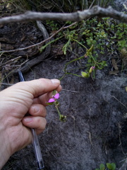 Polygala recognita