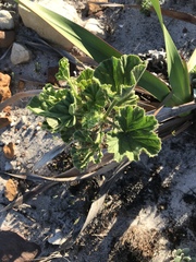 Pelargonium cucullatum cucullatum