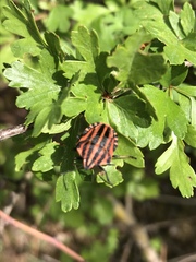 Graphosoma italicum italicum