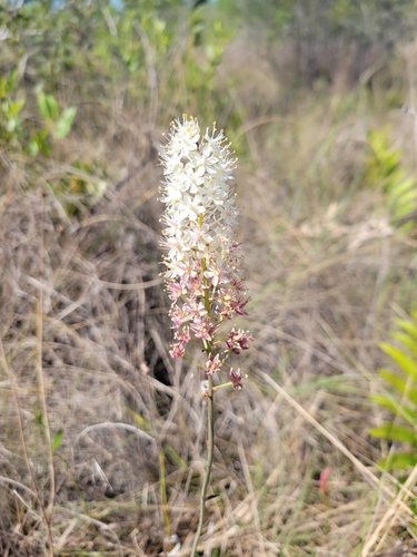 Stenanthium densum image