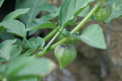 Physalis minima