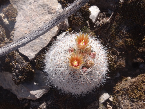 Image of Big Bend Foxtail Cactus (Escobaria dasyacantha) by (c) Ulises Pinedo, some rights reserved (CC BY)