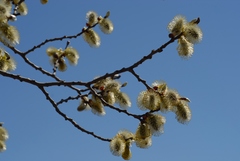 Salix schwerinii