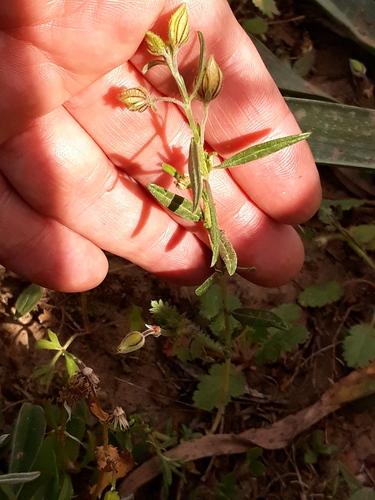 Helianthemum aegyptiacum (Helianthemum aegyptiacum)