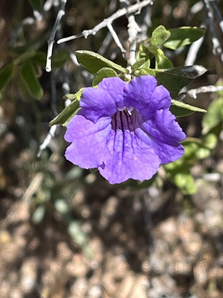 ruellias from Tonto National Forest, Roosevelt, AZ, US on April 19 ...
