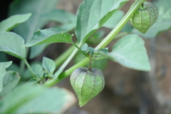 Physalis minima