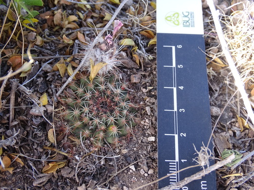 Echinocereus sharpii