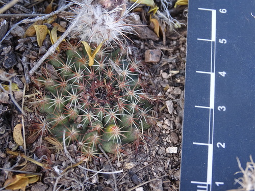 Echinocereus sharpii