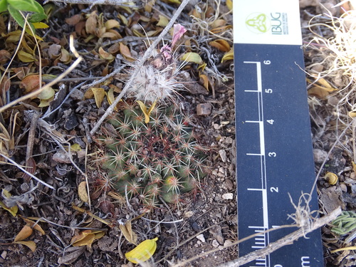 Echinocereus sharpii