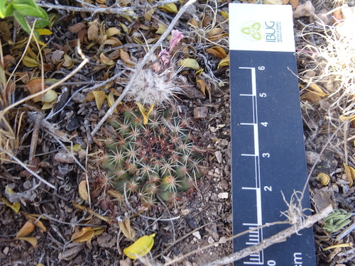 Echinocereus sharpii