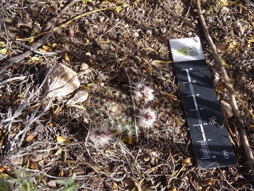 Echinocereus sharpii