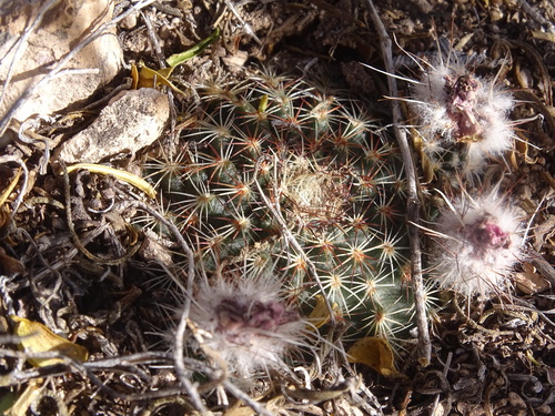 Echinocereus sharpii