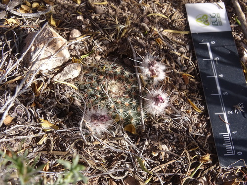 Echinocereus sharpii