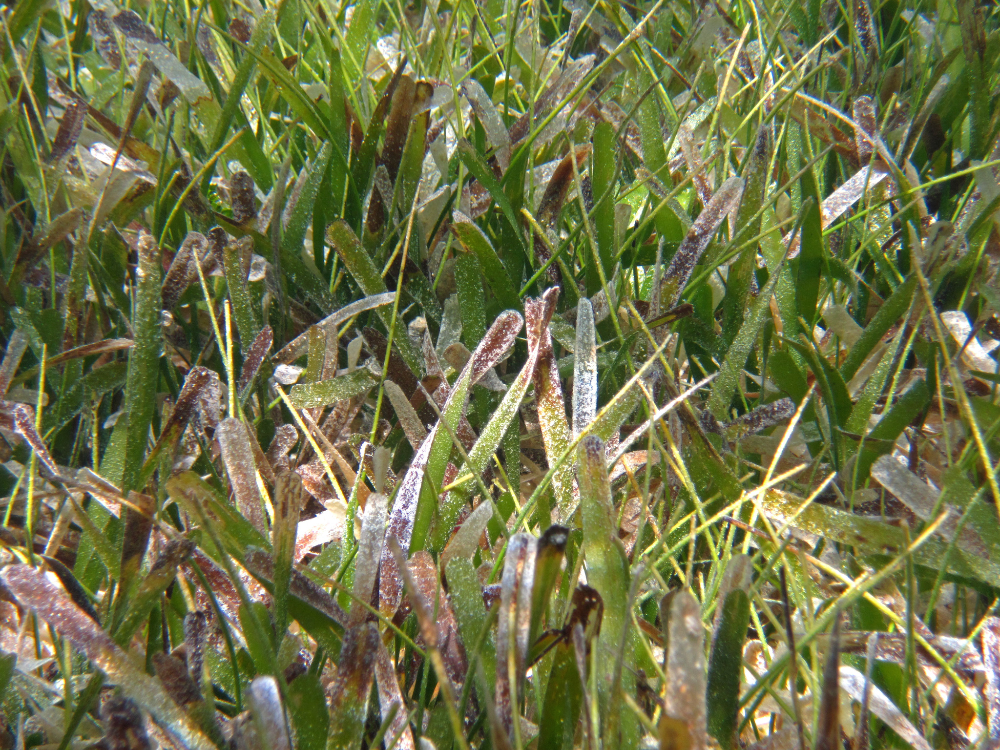 Syringodium filiforme