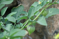 Physalis minima